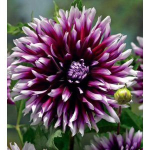 The Claire Obscure produces striking deep purple flowers with white tips.