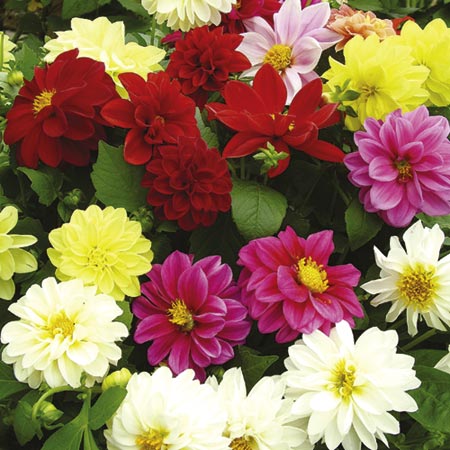 Unbranded Dahlia Delight Mixed Plants Pack of 30 Garden