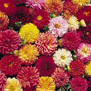 Unbranded Dahlia Double Extreme Seeds