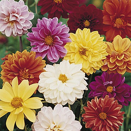 Unbranded Dahlia Dwarf Amore Seeds - Twin Pack Twin Pack -