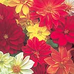 Unbranded Dahlia Dwarf Delight Seeds 420188.htm