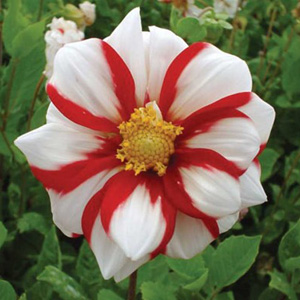 The Fire and Ice produces blooms of white flowers with red stripes and a yellow eye.