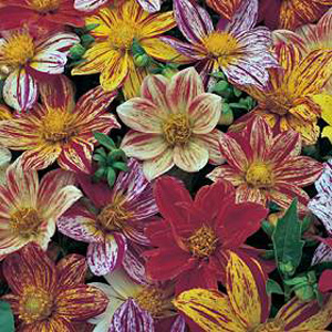Unbranded Dahlia Fireworks Mixed Seeds