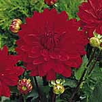 Unbranded Dahlia Garden Wonder