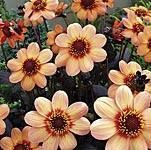 Unbranded Dahlia Happy Collection Plants 402891.htm