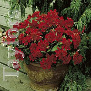 The Inca produces blooms of small beautifully shaped bright red flowers.