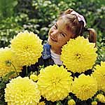 Unbranded Dahlia Kelvin Floodlight 248207.htm