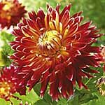 Unbranded Dahlia Large Flowered Trial Pack