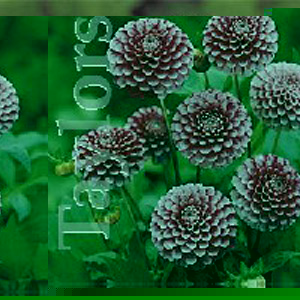 The Little William produces pompon type blooms of small pink flowers with white tips.