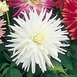 Amongst the most dramatic of dahlias  cactus-flowered types bear large heads of narrow  pointed peta
