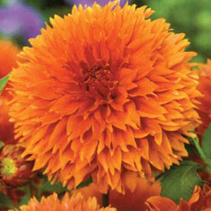 The Orange Fubuki produces blooms of vibrant orange flowers.