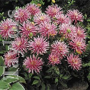 The Park Princess is a semi-cactus dahlia  which produces blooms of small pink flowers with a flushe