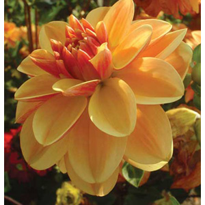 The Peach Brandy produces a lovely peach and soft yellow flower.