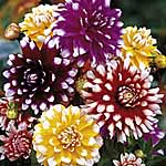 Unbranded Dahlia Pinwheel Mixture 224348.htm