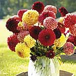 Unbranded Dahlia Pompon Flowered Mix 242182.htm