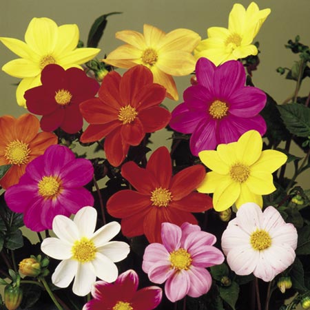 Unbranded Dahlia Romeo Seeds Average Seeds 45