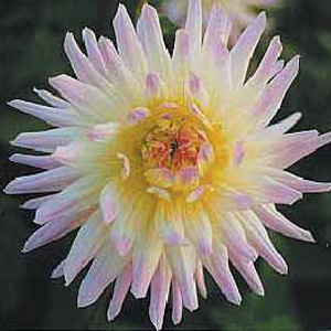 The Shooting Star produces blooms of large pink and white flowers with a yellow centre.