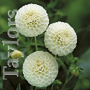One of the most impressive Dahlias grown today  the Snowflake produces very pretty  impeccable fully