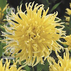 The Yellow Star produces blooms of large striking yellow fringed flowers.