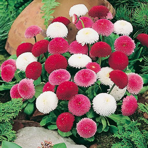 Unbranded Daisy Pincushion Mix Seeds