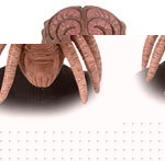 Featuring two huge brain hemispheres, one eye and several troubling tentacles which come out the sid