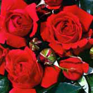 Unbranded Danse Du Feu Climbing Rose (pre-order now)