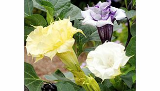 Unbranded Datura Seeds - Ballerina Mixed