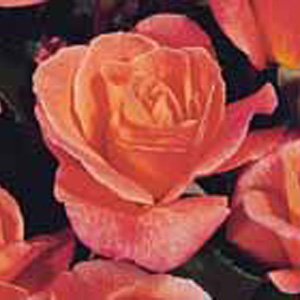 Unbranded Dearest Floribunda Rose