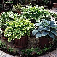 Decorate Your Garden With Colourful Hostas