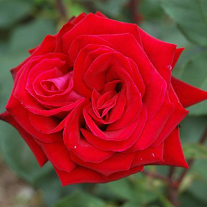 Unbranded Deep Secret - Hybrid Tea Rose