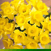 Unbranded Delightful Daffodils