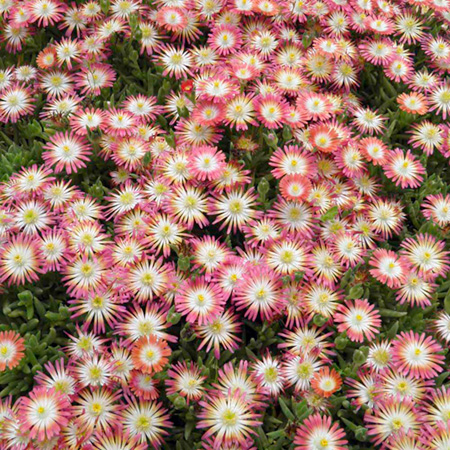 Unbranded Delosperma Eye Candy Plants Pack of 3 Potted