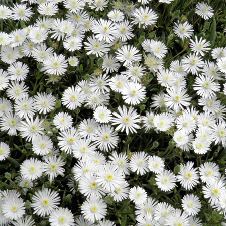 Unbranded Delosperma White Pearl Plants Pack of 3 Potted