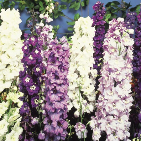Unbranded Delphinium Dwarf Pacific Mixed Seeds Average