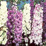 Unbranded Delphinium Dwarf Pacific Mixed Seeds