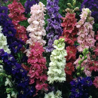 Grow your own Delphinium from seed. Also known as Annual Delphinium, Larkspur produces tall, heavily