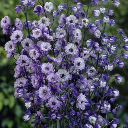 Unbranded Delphinium La Boheme Plants Pack of 3 Potted