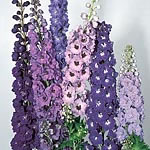 Unbranded Delphinium Pacific Giants Mixed Seeds 425541.htm