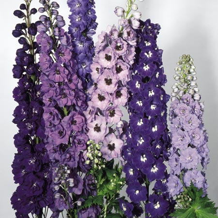 Unbranded Delphinium Pacific Giants Mixed Seeds Average