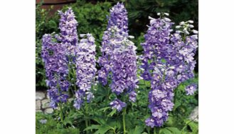 Unbranded Delphinium Plant - Magic Fountains Lavender