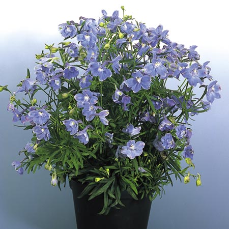 Unbranded Delphinium Summer Blues Seeds Average Seeds 45