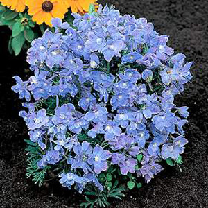 Beautiful bushy plants smothered in huge  bright-blue flowers above delicate  feathery foliage. Idea