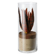 Unbranded Devils Finger Succulent In Tall Glass Cylinder