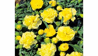 Unbranded Dianthus caryophyllus Plant - Yellow
