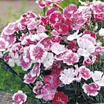 Unbranded Dianthus Cherie Amour F1 Seeds 415603.htm