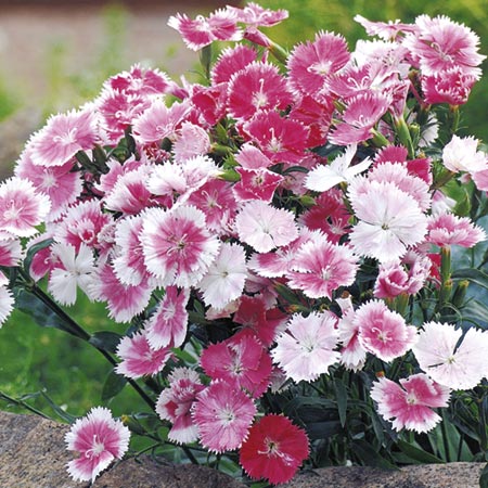 Unbranded Dianthus Cherie Amour F1 Seeds Average Seeds 45