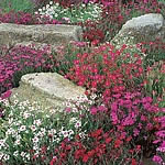 A superb variety that will light up the front of a border or rockery with its brilliant display of s
