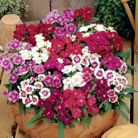 Unbranded Dianthus Ideal Mixed Pack of 40 Easiplants -