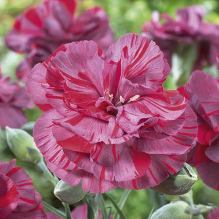 Unbranded Dianthus Inferno Plants Pack of 5 Pot Ready Plants
