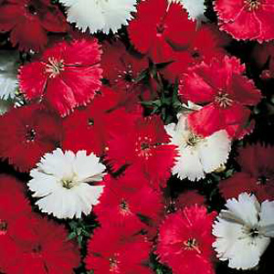 Unbranded Dianthus Magic Charms Mixed F1 Seeds